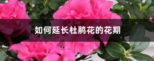 如何延长杜鹃花的花期