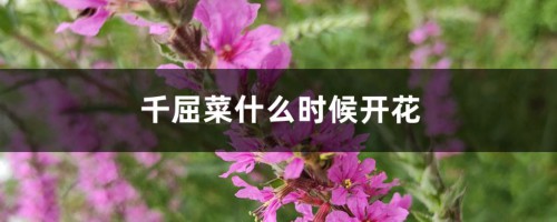 千屈菜什么时候开花