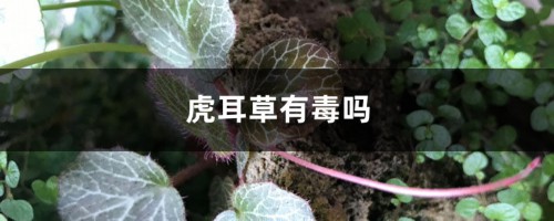 虎耳草有毒吗，虎耳草可以煎水喝吗