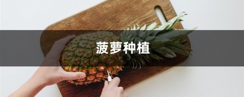 菠萝种植，什么时候种植