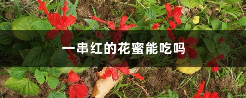 一串红的花蜜能吃吗