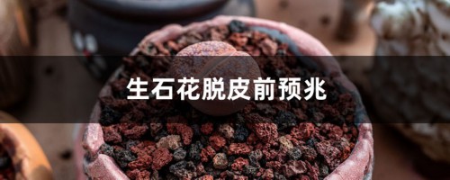 生石花脱皮前预兆