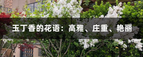 玉丁香的花语：高雅、庄重、艳丽