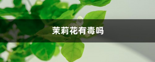 茉莉花有毒吗，茉莉花能在卧室养吗