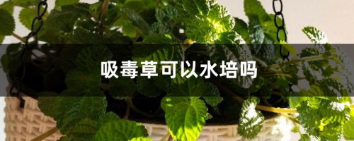 吸毒草可以水培吗