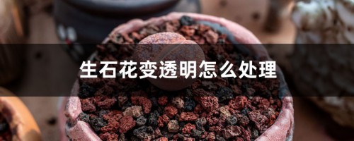 生石花变透明怎么处理