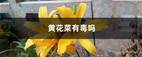 黄花菜有毒吗，吃黄花菜有什么好处