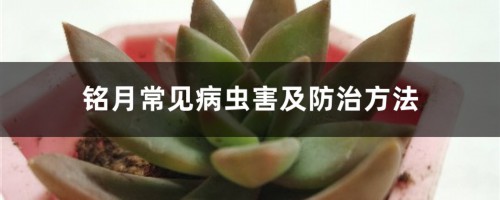 铭月常见病虫害及防治方法