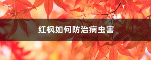 红枫的病虫害防治，这样做再不用发愁！