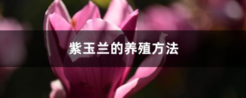 紫玉兰的养殖方法