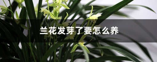 兰花发芽了要怎么养