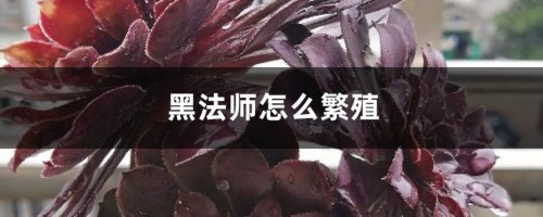 黑法师怎么繁殖