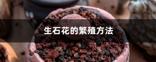 生石花的繁殖方法